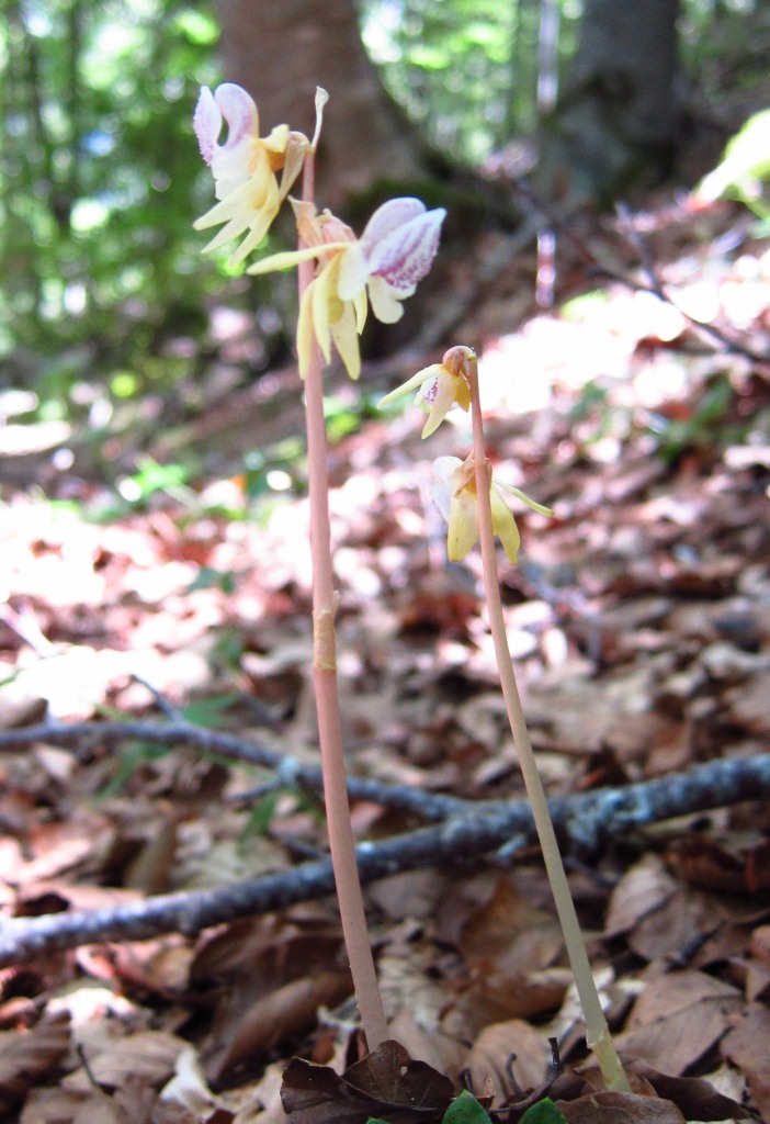 Epipogium aphyllum